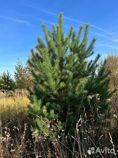 Сосна обыкновенная