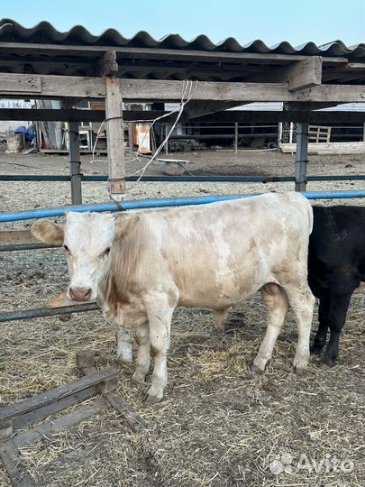 Бычки на откорм 16 голов