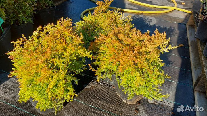 Туя Фаер Чиф