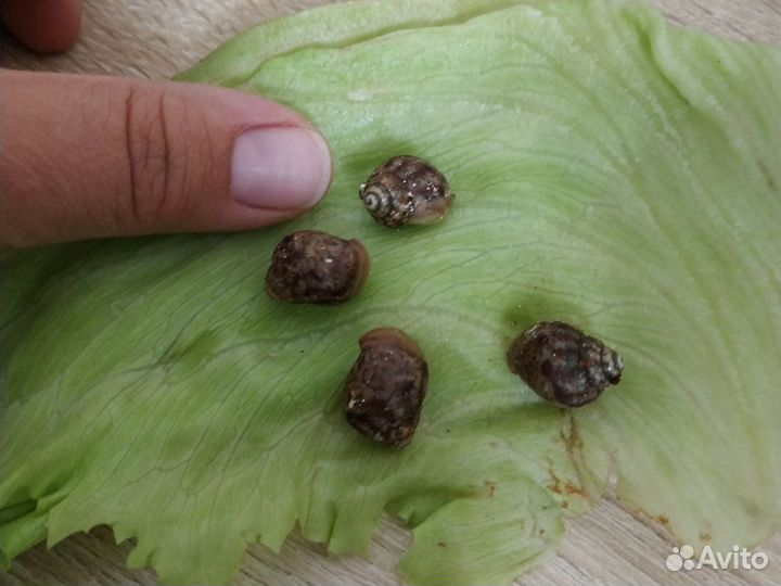 Улитки ахатины маленькие
