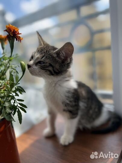 Котенок в добрые руки