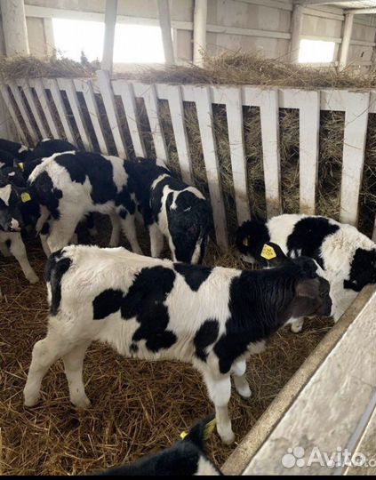 Телята мясной породы бычки