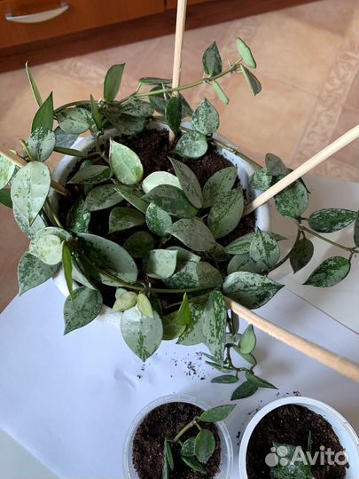 Хойя лакуноза сильвер эскимо