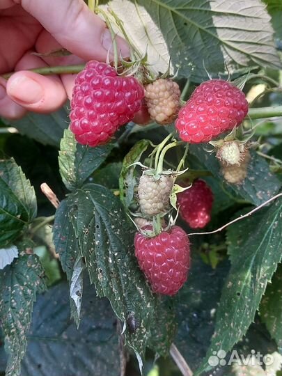 Саженцы малины