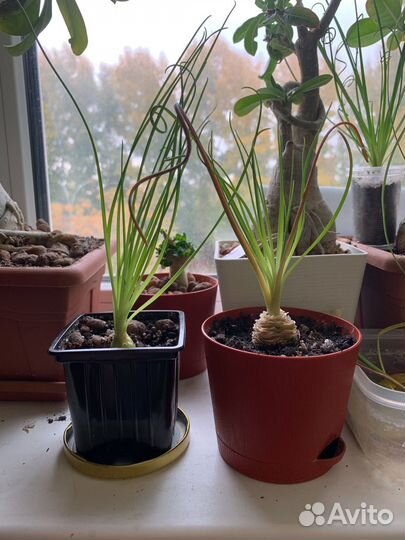 Альбука спиральная