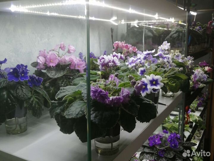 Детки сортовых фиалок 5 шт