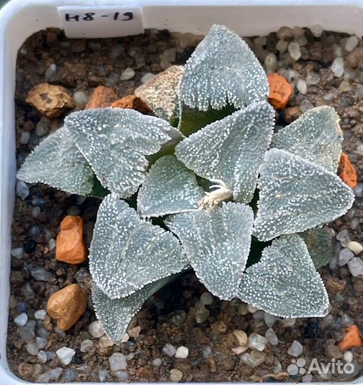 Haworthia pygmaea (Хавортия)