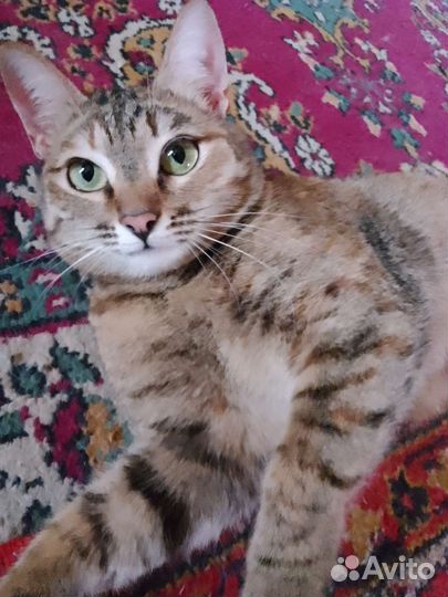 Кошка в дар бесплатно