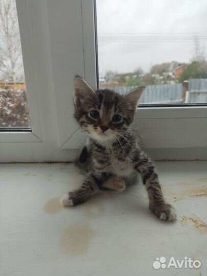 Котята в дар бесплатно