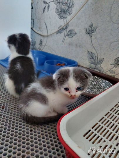 Кошка в дар