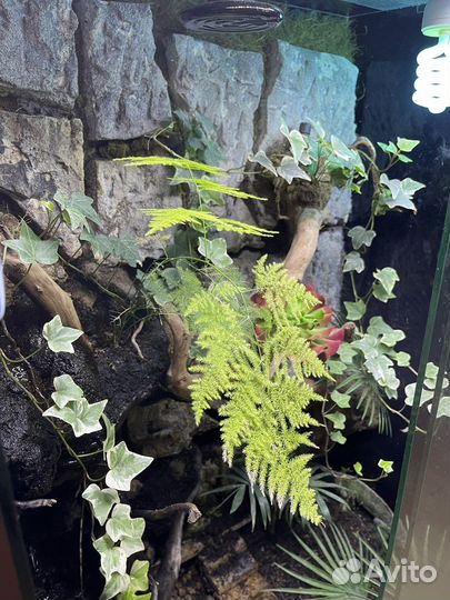Большой террариум с хамелеоном и живыми растениями