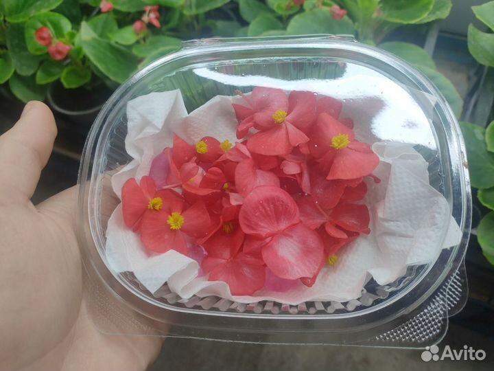 Пищевые цветы Бегония