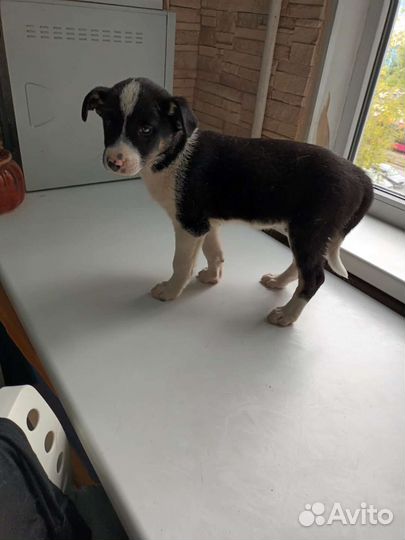 Щеночки 3,5 месяца в добрые руки