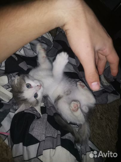 Кот 4й месяц