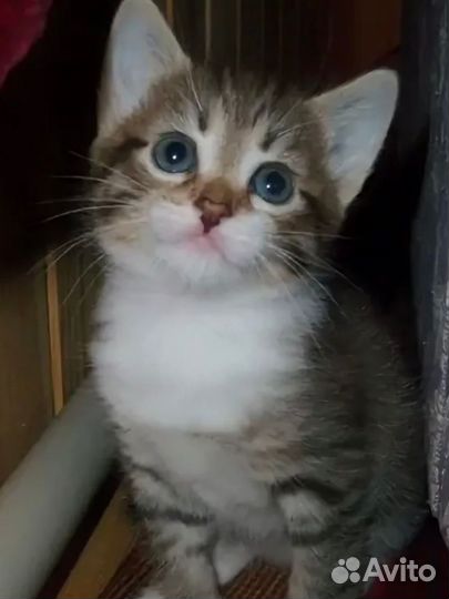 Котенок девочка