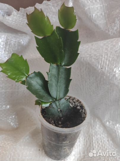 Зигокактус, сингониум, монстера, алоказия Комнат