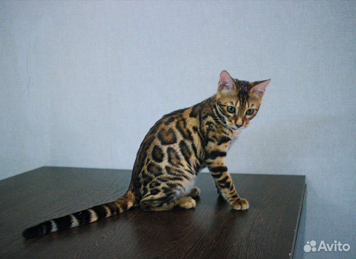 Роскошные котята от породных родителей