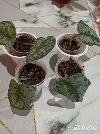 Комнатные растения