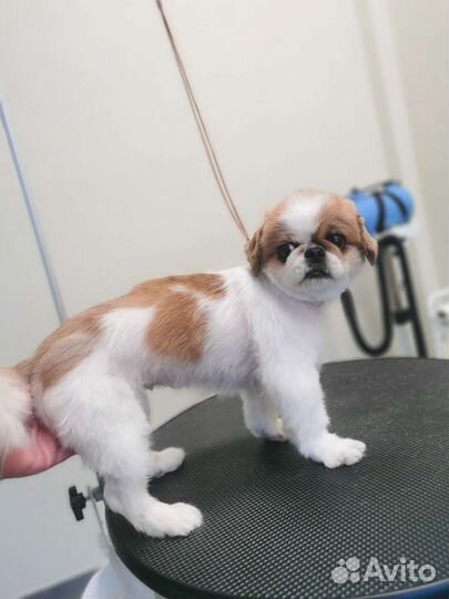 Груминг стрижка собак и кошек