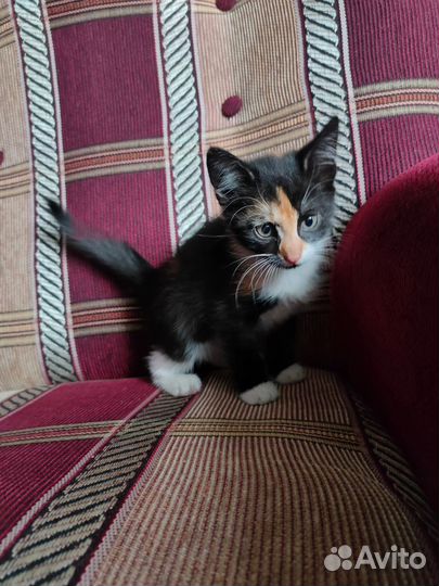 Котята 2 месяца, в добрые руки