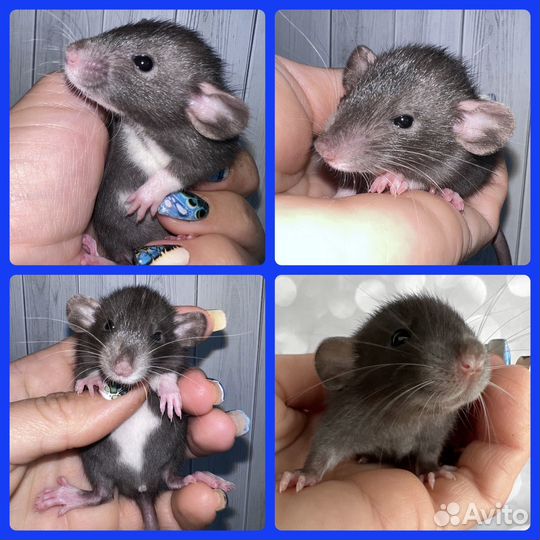 Крысята Дамбо редкие окрасы и типы шерсти