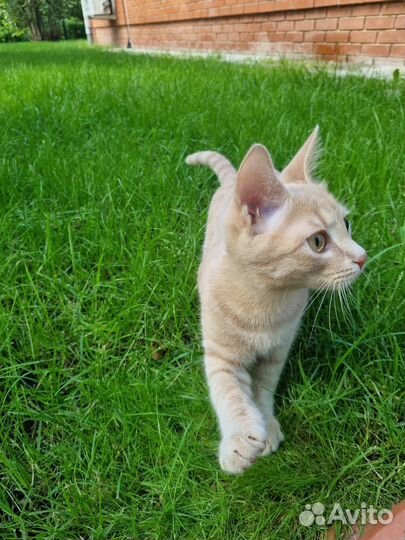 Котенок Пудровый рыжуля Темочка ищет семью