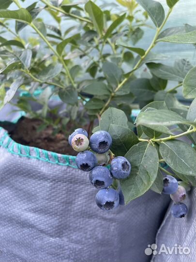 Черника голубика саженцы