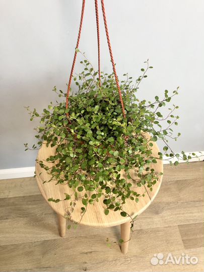 Мюленбекия