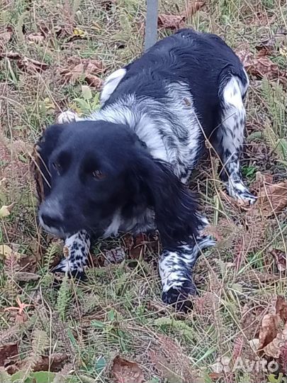 Спаниелька девочка