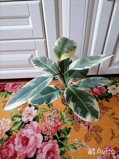 Фикус каучуконосный пестролистный