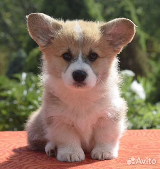 Щенки вельш-корги пемброк