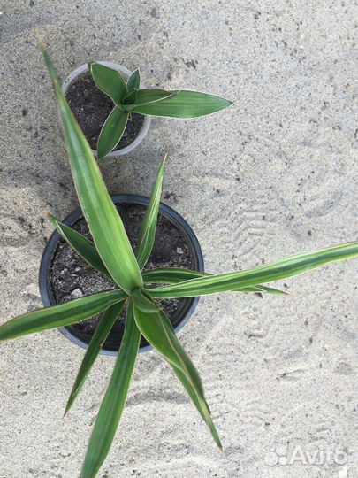 Сансевиерии 3 - Муншайн, Самурай