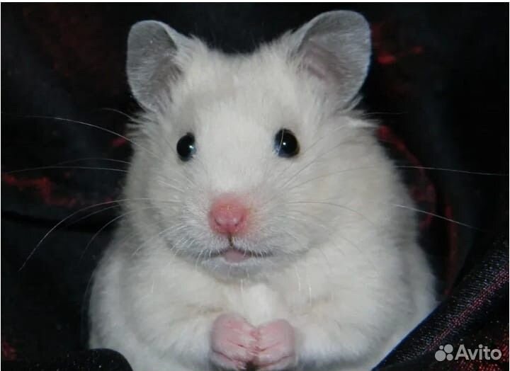 Сирийский хомяк