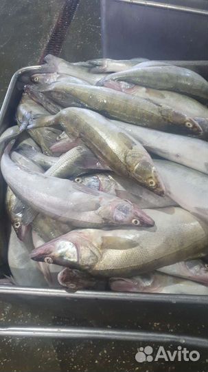 Рыба оптом и в розницу
