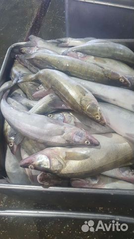 Рыба оптом и в розницу