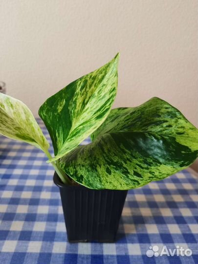 Сциндапсус марбл квин