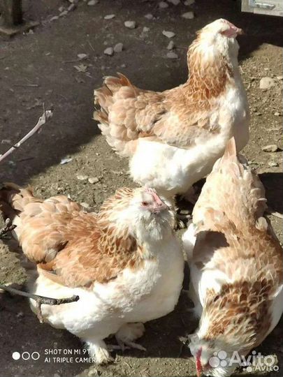 Фавероль лосось