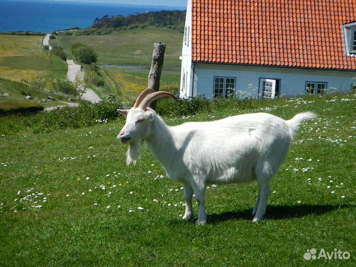 Отдам козлят