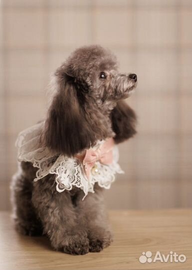 Тедди Пудель Тикап Китай