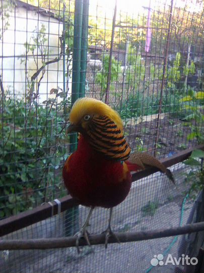 Яйцо фазана