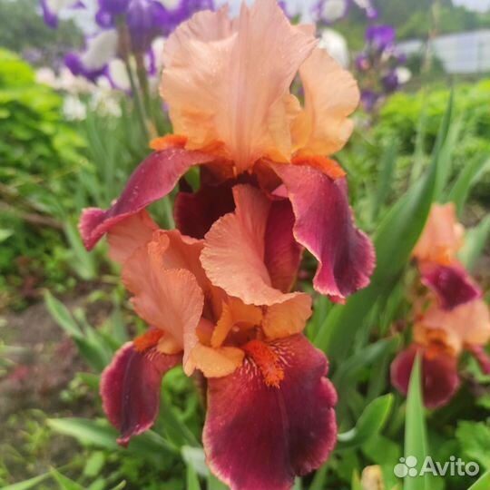 Ирисы сортовые