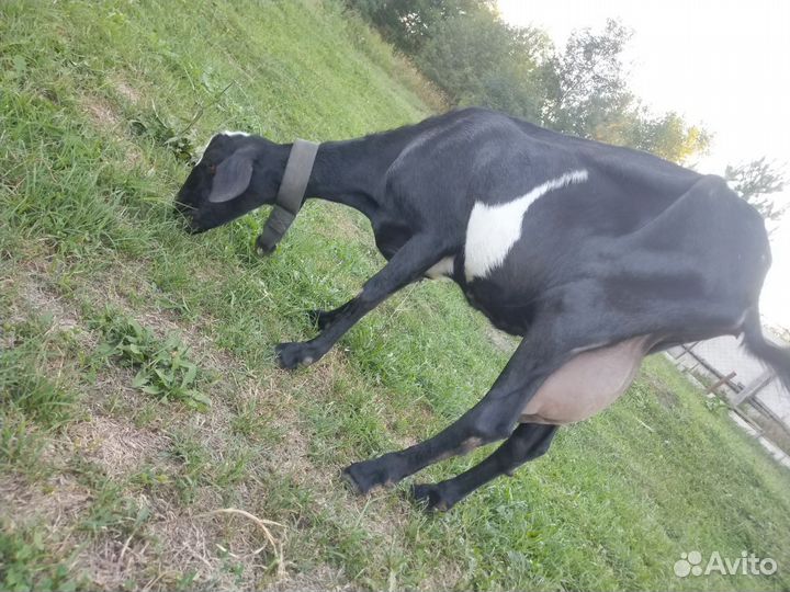 Козы дойные молочные