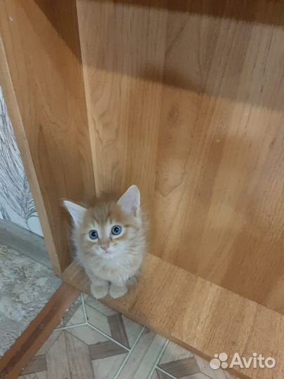 Рыжик в добрые руки