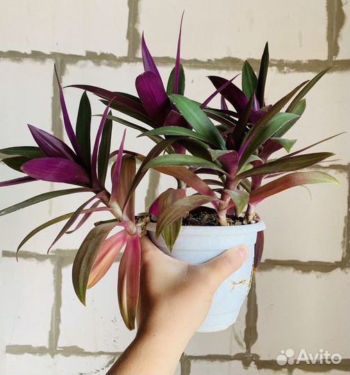 Комнатные цветы