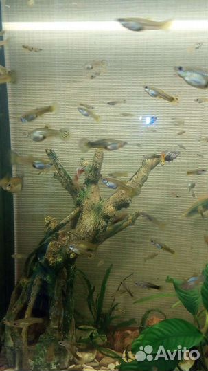 Гуппи,черный телескоп