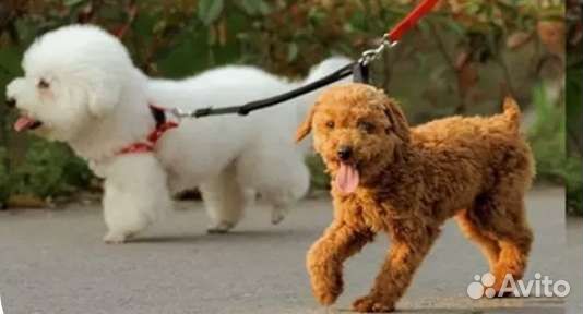 Поводок для двух собак