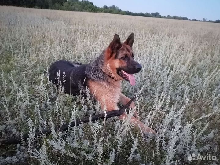 Немецкая овчарка вязка