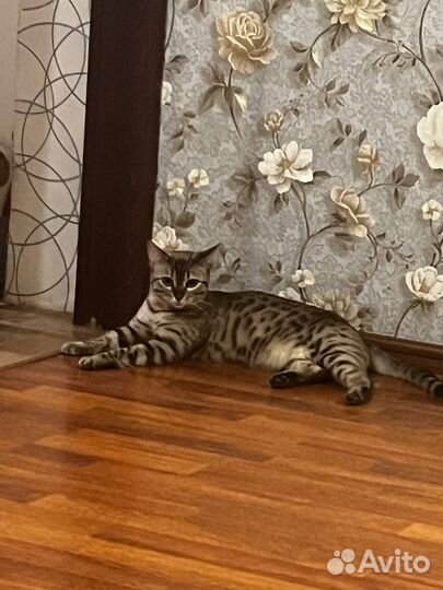 Бенгальская кошка в добрые руки