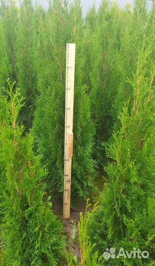 Туя Смарагд