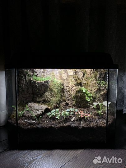 Оформление террариумов с мокрицами